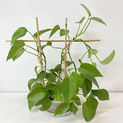 100% Raw Bamboo Poles Bamboo Poles Stick 0.004m To 0.014m Diameter