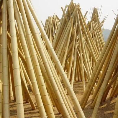 Custom Size Pure Natural Moso Dry Bamboo Pole Solid Moso Bamboo Poles For Construction Or Decoration