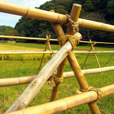 Customized Dry Straight Outdoor Big Moso Bamboo Poles 60cm To 595cm Natural Color