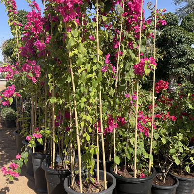 250cm Raw Bamboo Poles Bamboo Stakes For Decoration Plant