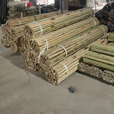 Colorful Raw Bamboo Canes Bamboo Poles For Garden Agriculture