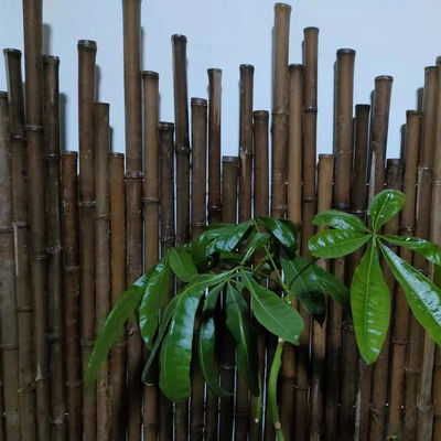 Anti Mould Painted Bamboo Stakes Colourful Plant Tonkin Carbonized 250cm