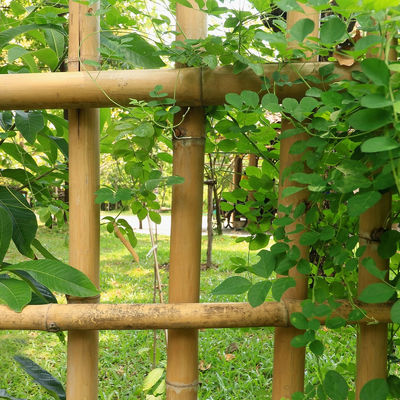 100% Natural Raw 240cm Bamboo Pole Building Deoration 60cm To 595cm