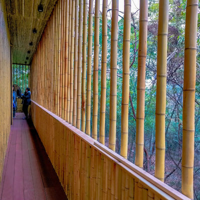 100% Natural Raw 240cm Bamboo Pole Building Deoration 60cm To 595cm