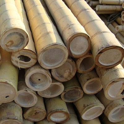 Raw Bamboo Pole 100% Natural for Gardening Construction and Decoration Top Quality Bamboo Canes/Stakes
