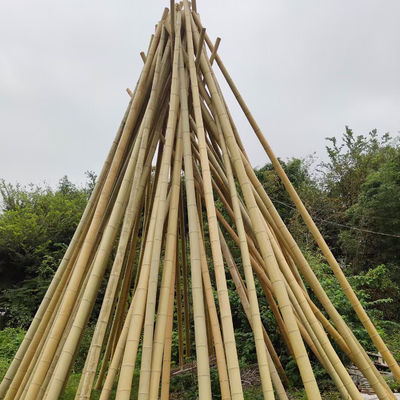 Raw Bamboo Pole 100% Natural for Gardening Construction and Decoration Top Quality Bamboo Canes/Stakes