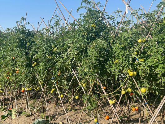 Garden Stakes, 18 Inches Natural Bamboo Plant Stakes, Plant Support Stakes with Twist Ties, Bamboo Sticks for Tomatoes, Beans, Flowers, Potted Plants, Indoor and Outdoor Climbing Plants