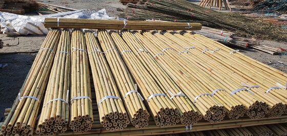 Eco Friendly Decorative Raw Bamboo Poles Dia.0.8cm x 100cm Length